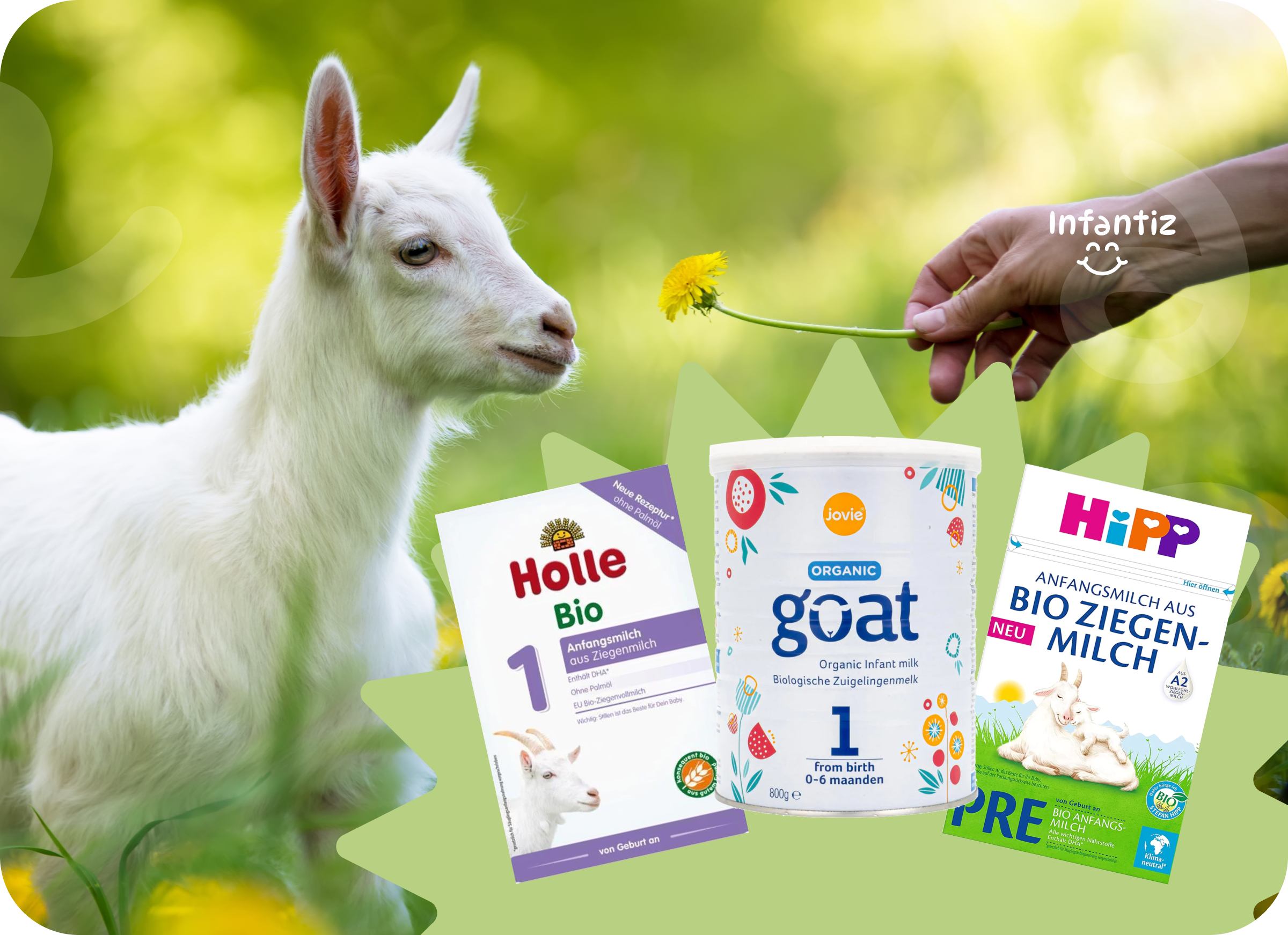 Holle goat milk deals constipation